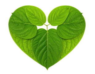 Lush, green leaves arranged in a heart shape, isolated on a stark black background
