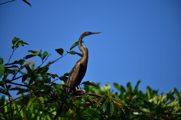 This image features an Oriental darter, or snakebird, a striking waterbird with a remarkably long,...