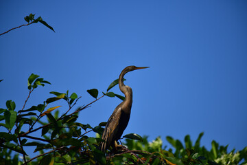 This image features an Oriental darter, or snakebird, a striking waterbird with a remarkably long,...