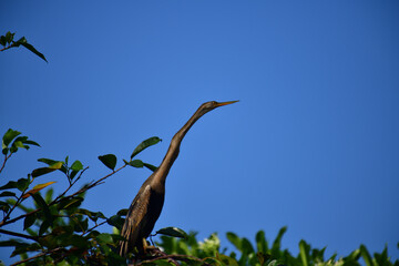 This image features an Oriental darter, or snakebird, a striking waterbird with a remarkably long,...