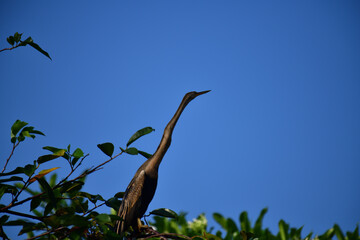 This image features an Oriental darter, or snakebird, a striking waterbird with a remarkably long,...