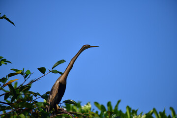 This image features an Oriental darter, or snakebird, a striking waterbird with a remarkably long,...