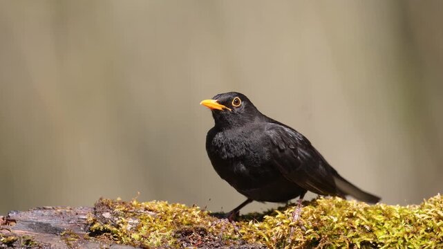 male Blackbird Turdus merula on the forest puddle bird batch time, forest Poland EUrope

