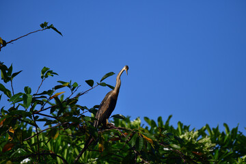 This image features an Oriental darter, or snakebird, a striking waterbird with a remarkably long,...