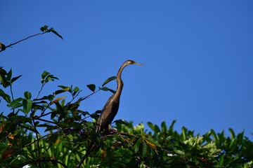 This image features an Oriental darter, or snakebird, a striking waterbird with a remarkably long,...