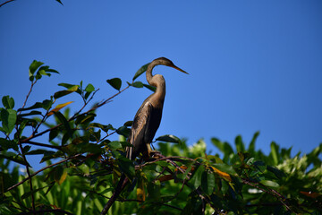 This image features an Oriental darter, or snakebird, a striking waterbird with a remarkably long,...