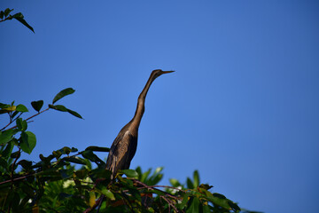 This image features an Oriental darter, or snakebird, a striking waterbird with a remarkably long,...