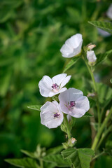 Closeup of marsh-mallow in bloom with blurred background