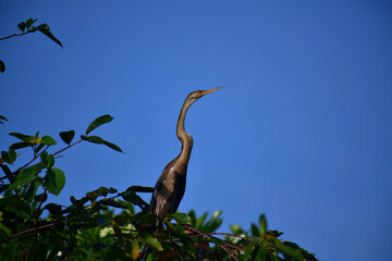 This image features an Oriental darter, or snakebird, a striking waterbird with a remarkably long,...