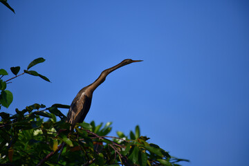This image features an Oriental darter, or snakebird, a striking waterbird with a remarkably long,...