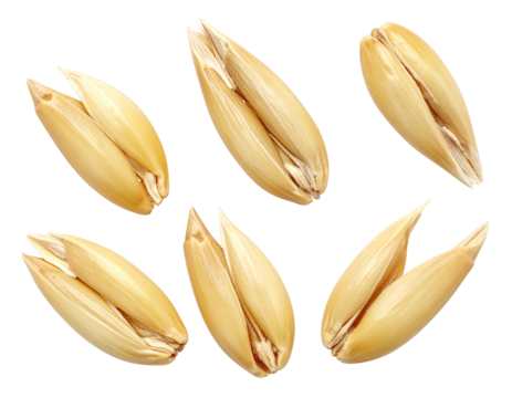 Close-up of six tan oat grains against a black background, detailed and isolated