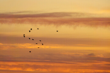 flying birds on sunrise of beautiful cloudy sky