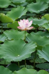 Beautiful Pink Water Lily Blooming on a Pond 