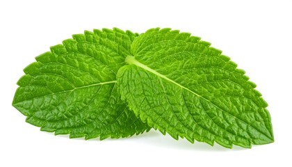 Fototapeta premium Two fresh mint leaves, vibrant green