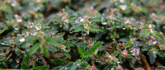Close-up of plant leaves with morning dew