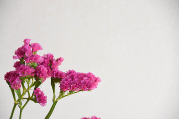 赤紫のスターチス