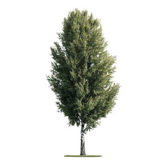 Realistic poplar tree with slender trunk isolated natural green foliage outdoor element