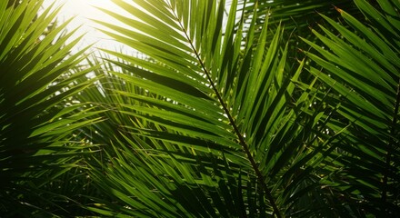Lush green palm leaves in sunlight creating a tropical paradise ambiance