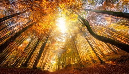 Autumn Canopy With Sunlight