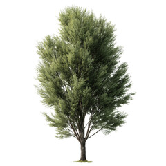 Realistic poplar tree with slender trunk isolated high-quality nature asset for digital projects