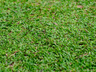 Beautiful lush green grass lawn texture background - perfect Malaysian grass field for nature backdrop and landscape design concepts.