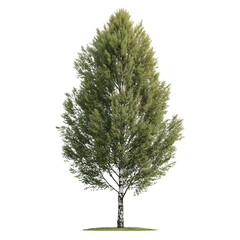 Realistic poplar tree with slender trunk isolated and ready for your projects