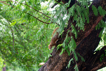 Fototapeta premium Curious Squirrel Exploring Tree Branches in Natural Forest Environment - Wildlife Animal Behavior.