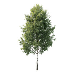 Realistic poplar tree with slender trunk isolated for various design projects