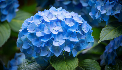 Vibrant Blue Hydrangea Bloom With Lush Leaves