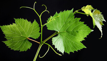 Vibrant Green Grapevine Leaves Isolated On Black Background Botanical Natural Eco Leaf Lush Stem