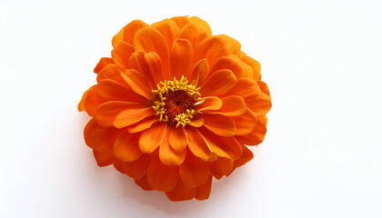 Beautiful Orange Zinnia Elegans Flower Isolated On White Background