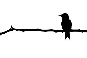 silhouette of a hummingbird on a twig isolated on transparent background