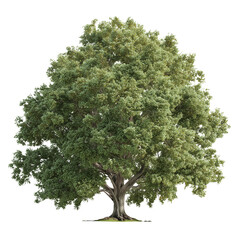 Realistic linden tree with lush green canopy isolated and detailed natural beauty