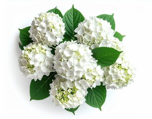 White hydrangea blooms, green leaves, flat lay on white