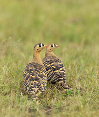 Painted Sandgrouse At Pune India