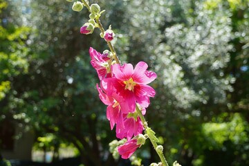 Pink Hollyhock, or Alcea rosea flowers