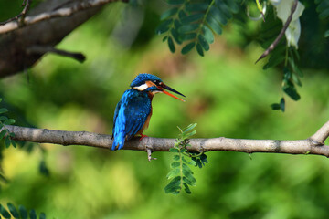 This image captures a vibrant common kingfisher perched on a branch, showcasing its striking iridescent blue back and orange underparts amidst lush green foliage, eyes keenly focused.