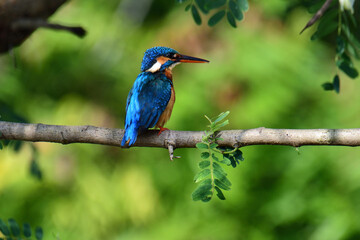 This image captures a vibrant common kingfisher perched on a branch, showcasing its striking iridescent blue back and orange underparts amidst lush green foliage, eyes keenly focused.