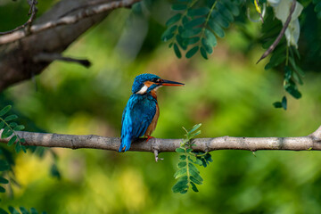 This image captures a vibrant common kingfisher perched on a branch, showcasing its striking iridescent blue back and orange underparts amidst lush green foliage, eyes keenly focused.