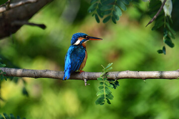 This image captures a vibrant common kingfisher perched on a branch, showcasing its striking iridescent blue back and orange underparts amidst lush green foliage, eyes keenly focused.