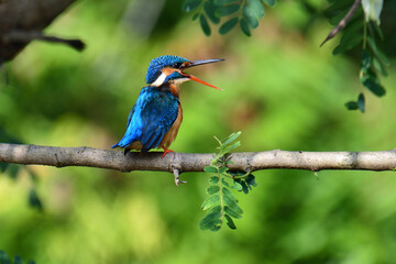 This image captures a vibrant common kingfisher perched on a branch, showcasing its striking iridescent blue back and orange underparts amidst lush green foliage, eyes keenly focused.