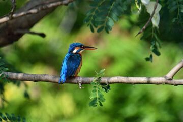 This image captures a vibrant common kingfisher perched on a branch, showcasing its striking iridescent blue back and orange underparts amidst lush green foliage, eyes keenly focused.