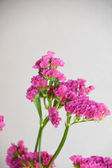 Obraz premium 赤紫のスターチス