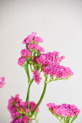 Obraz premium 赤紫のスターチス