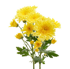 Yellow chrysanthemum stem with multiple blossoms isolated on white background with clipping path