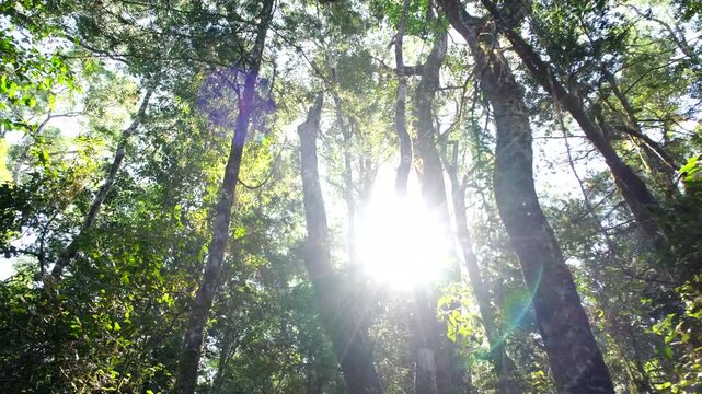 Sunlight beams flitting through tree canopy of indigenous forest in Knysna
