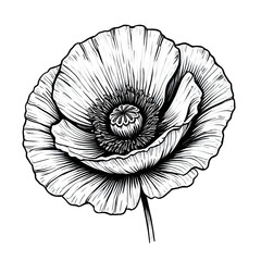Detailed black and white poppy flower illustration on solid background