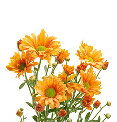Orange Chrysanthemum Flowers Bouquet Isolated on White Background with Clipping Path