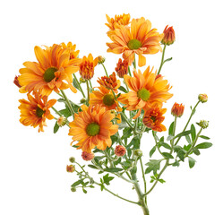 Orange Chrysanthemum Flowers Bouquet Isolated on White Background with Clipping Path