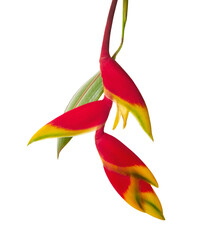 Heliconia Rostrata Red Yellow Lobster Claw Flower isolated on white background with clipping path